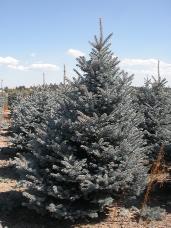 Colorado Spruce